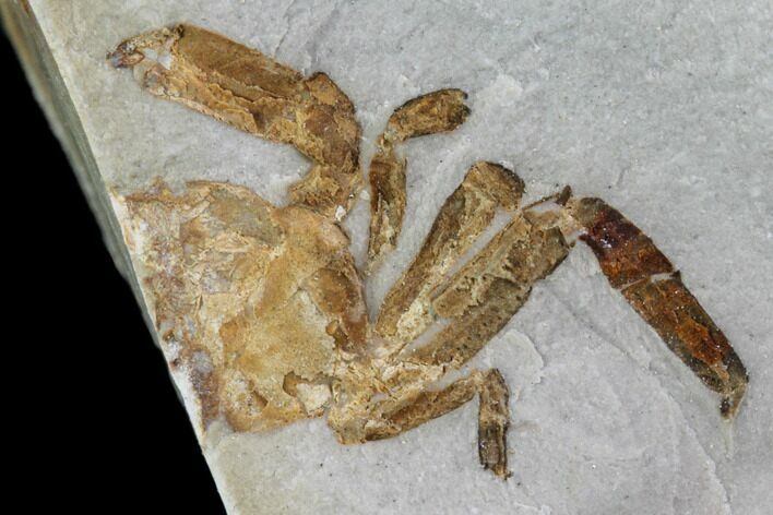Partial Fossil Pea Crab (Pinnixa) From California - Miocene #85289